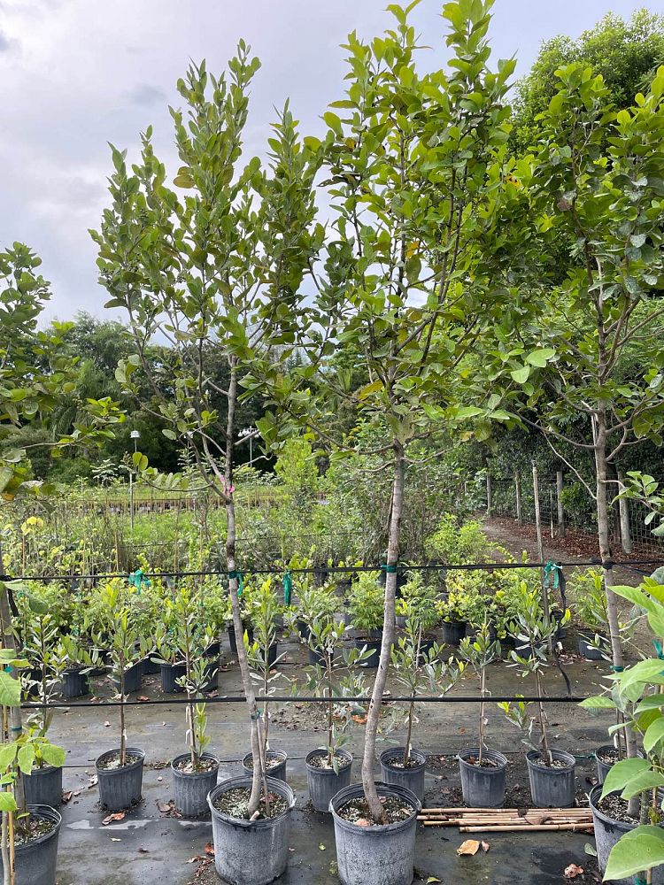 coccoloba-diversifolia-pigeon-plum