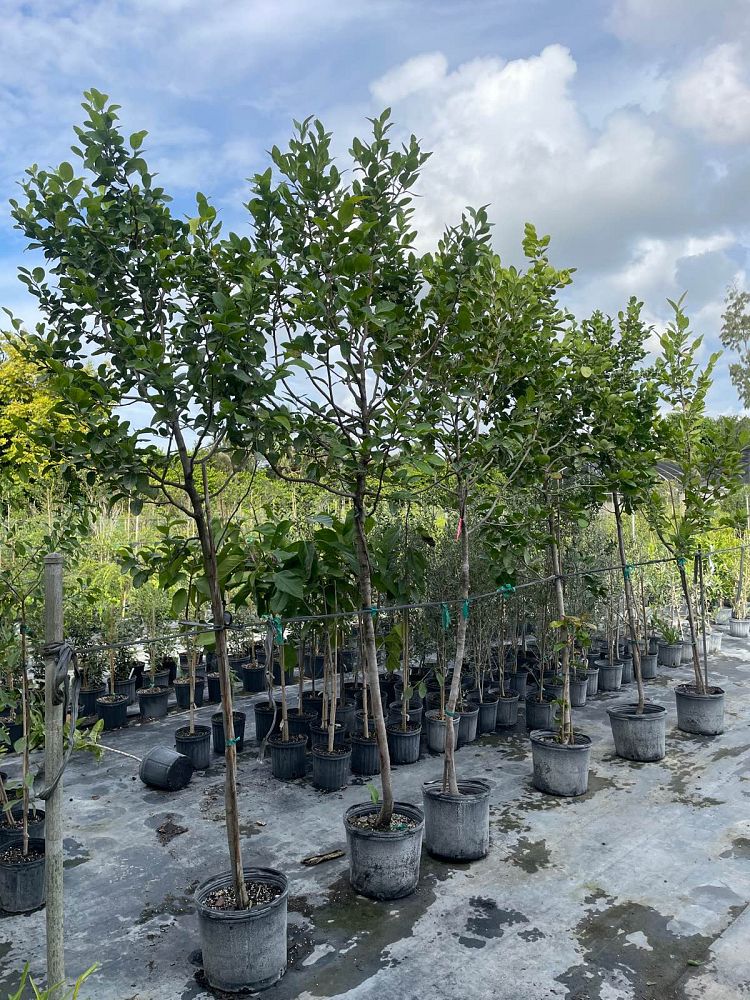 coccoloba-diversifolia-pigeon-plum