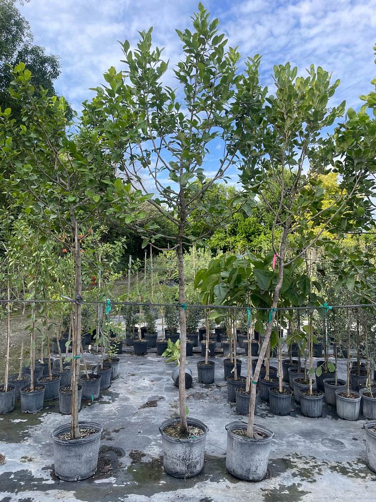 coccoloba-diversifolia-pigeon-plum