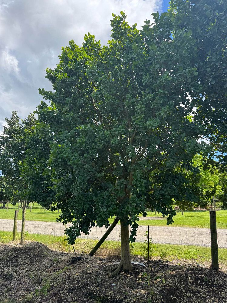 coccoloba-diversifolia-pigeon-plum