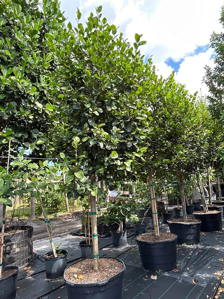 coccoloba-diversifolia-pigeon-plum