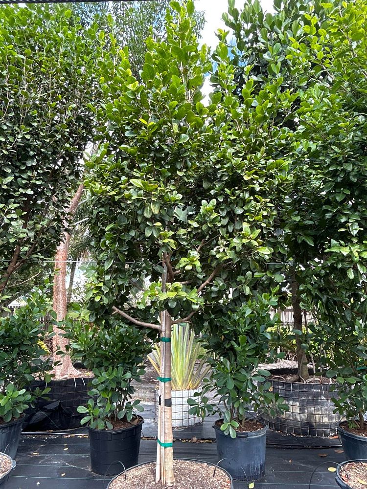 coccoloba-diversifolia-pigeon-plum