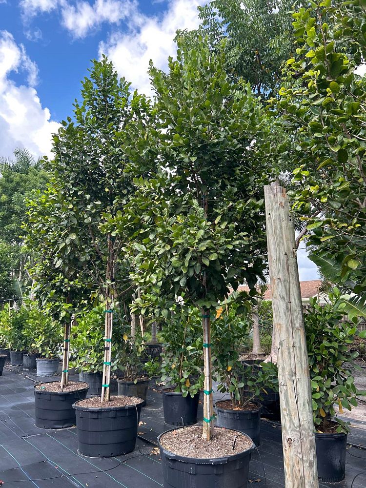 coccoloba-diversifolia-pigeon-plum