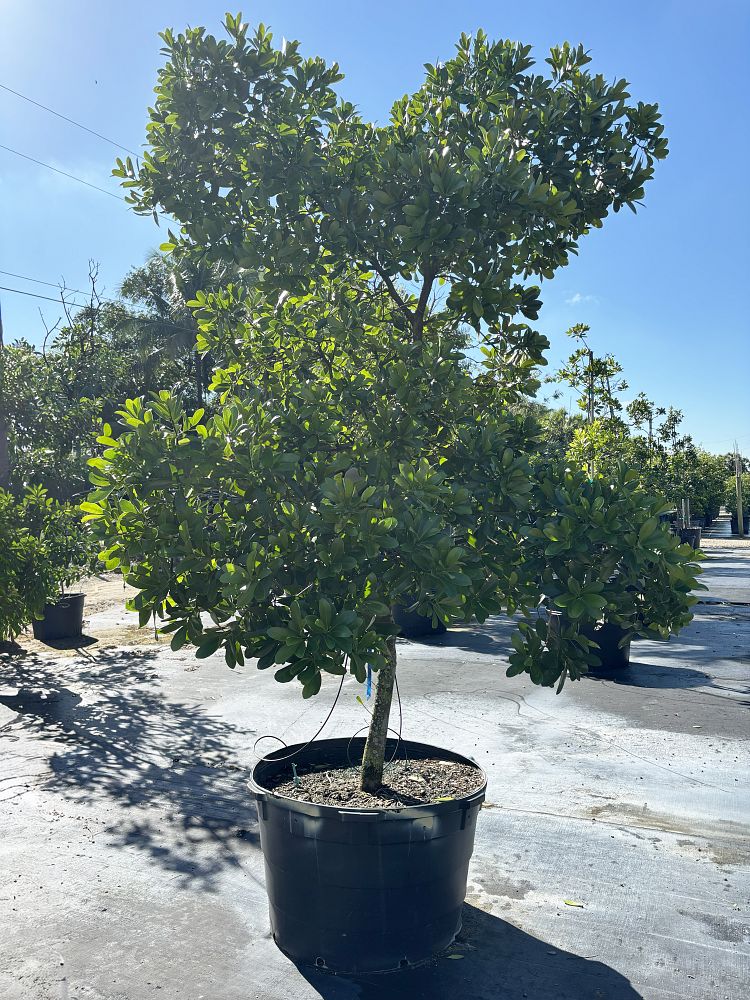 coccoloba-diversifolia-pigeon-plum