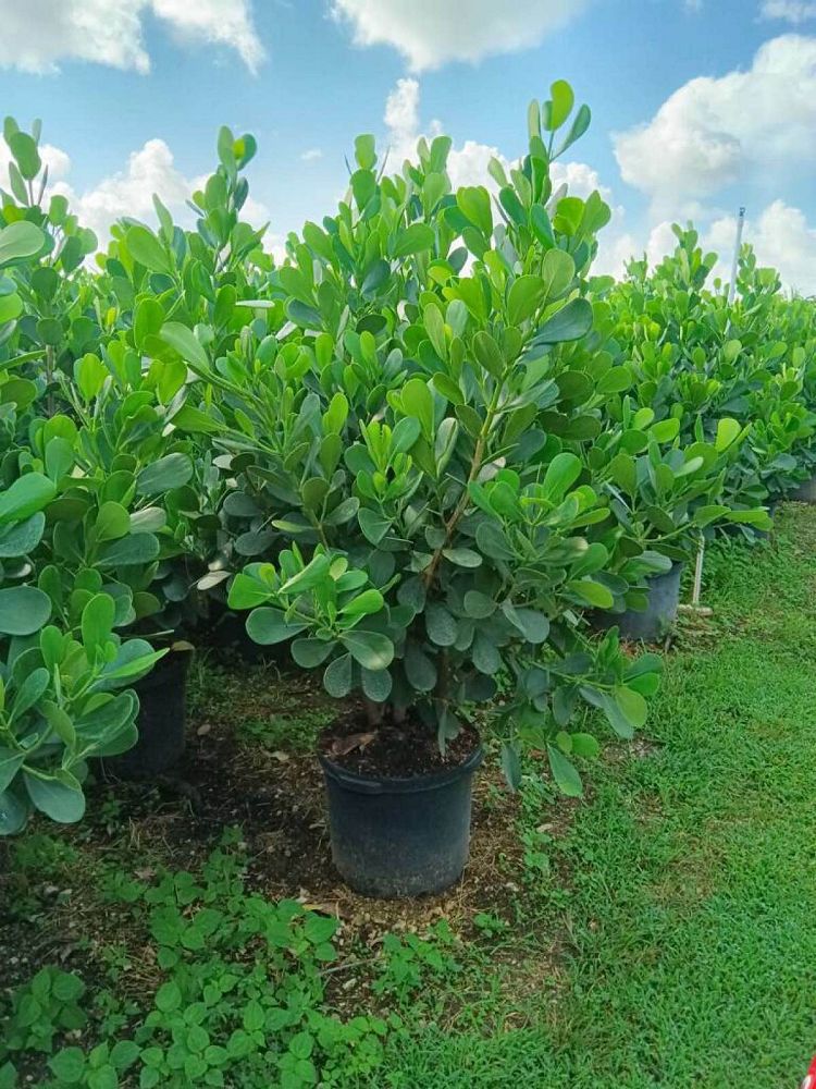 coccoloba-pallida-pale-seagrape