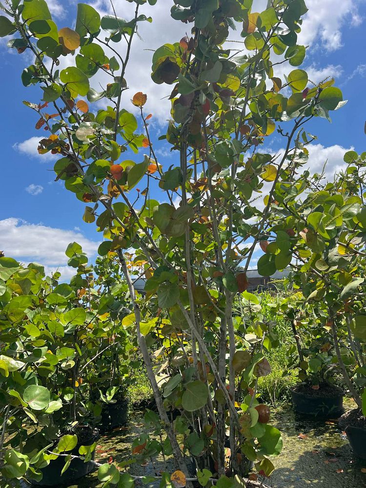 coccoloba-pallida-pale-seagrape
