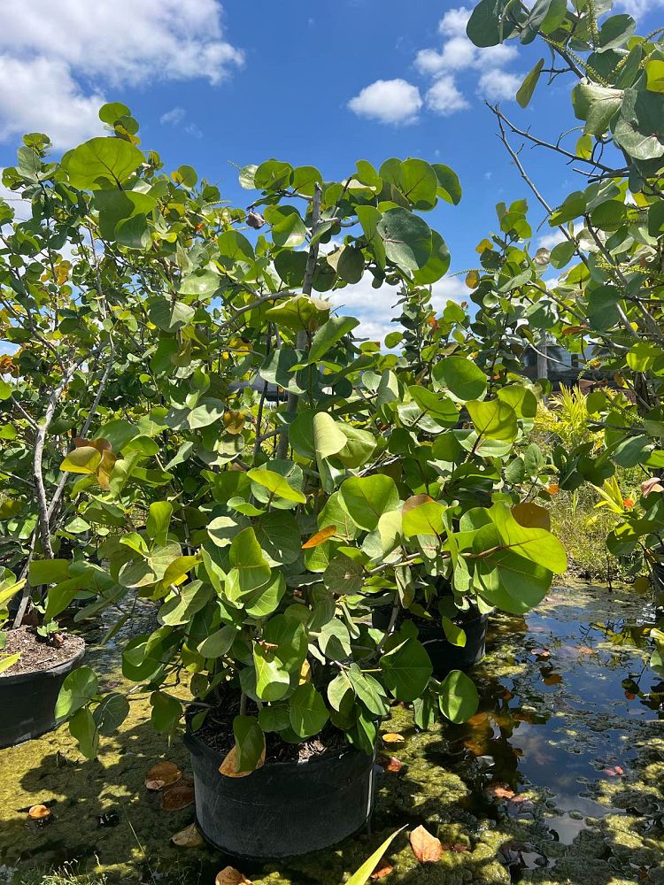 coccoloba-pallida-pale-seagrape