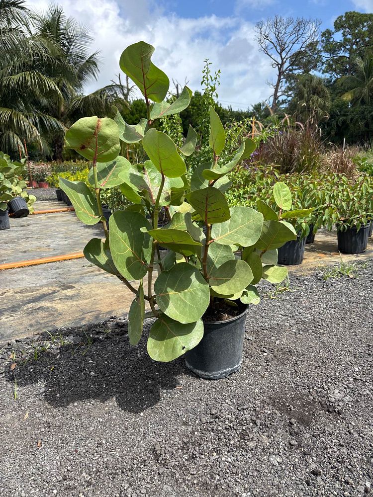 coccoloba-pallida-pale-seagrape