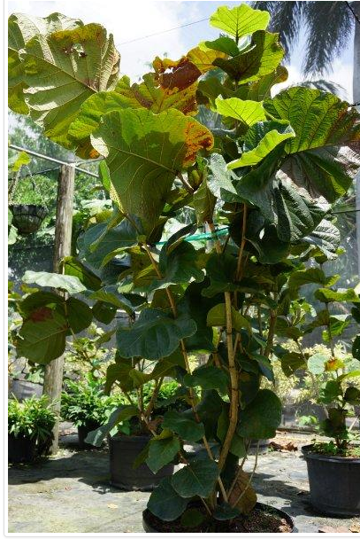 coccoloba-pubescens-coccoloba-grandifolia