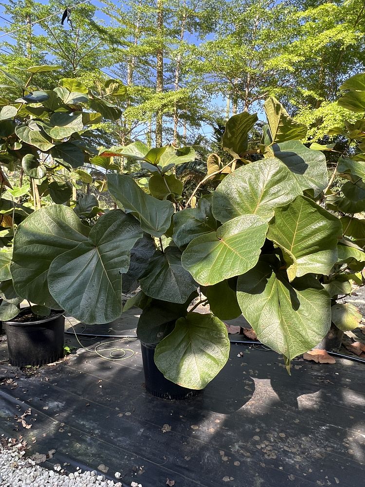 coccoloba-pubescens-coccoloba-grandifolia