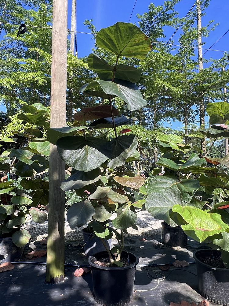 coccoloba-pubescens-coccoloba-grandifolia