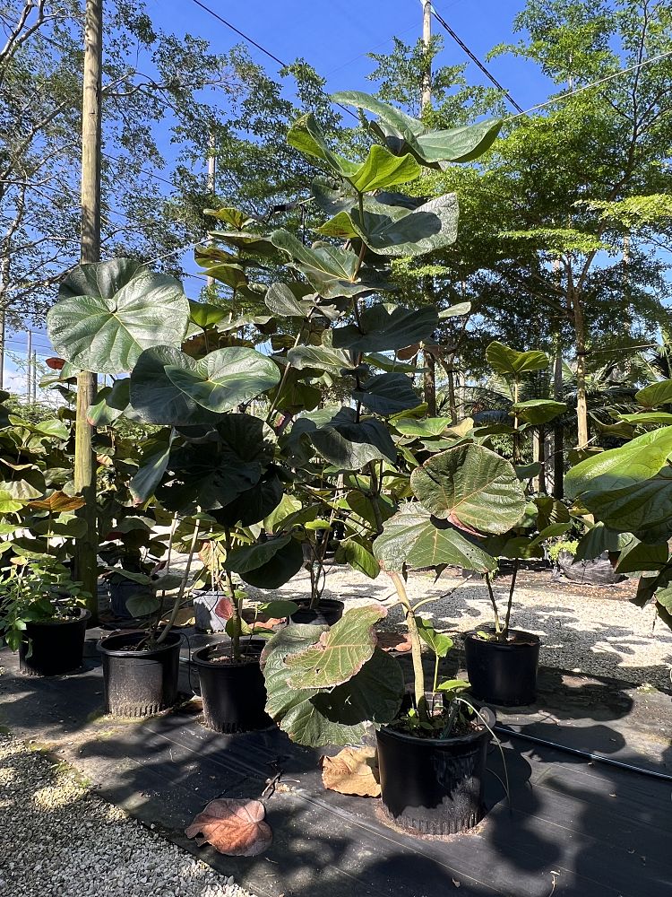 coccoloba-pubescens-coccoloba-grandifolia