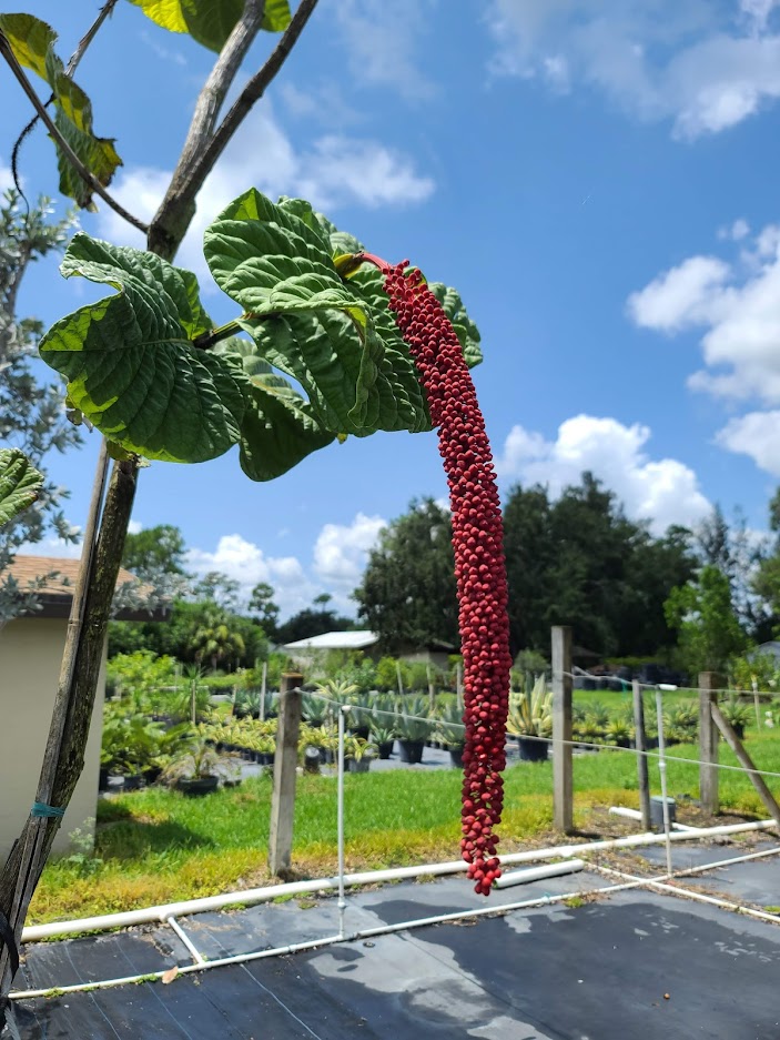 coccoloba-rugosa