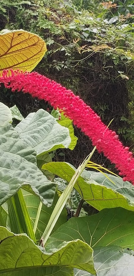 coccoloba-rugosa