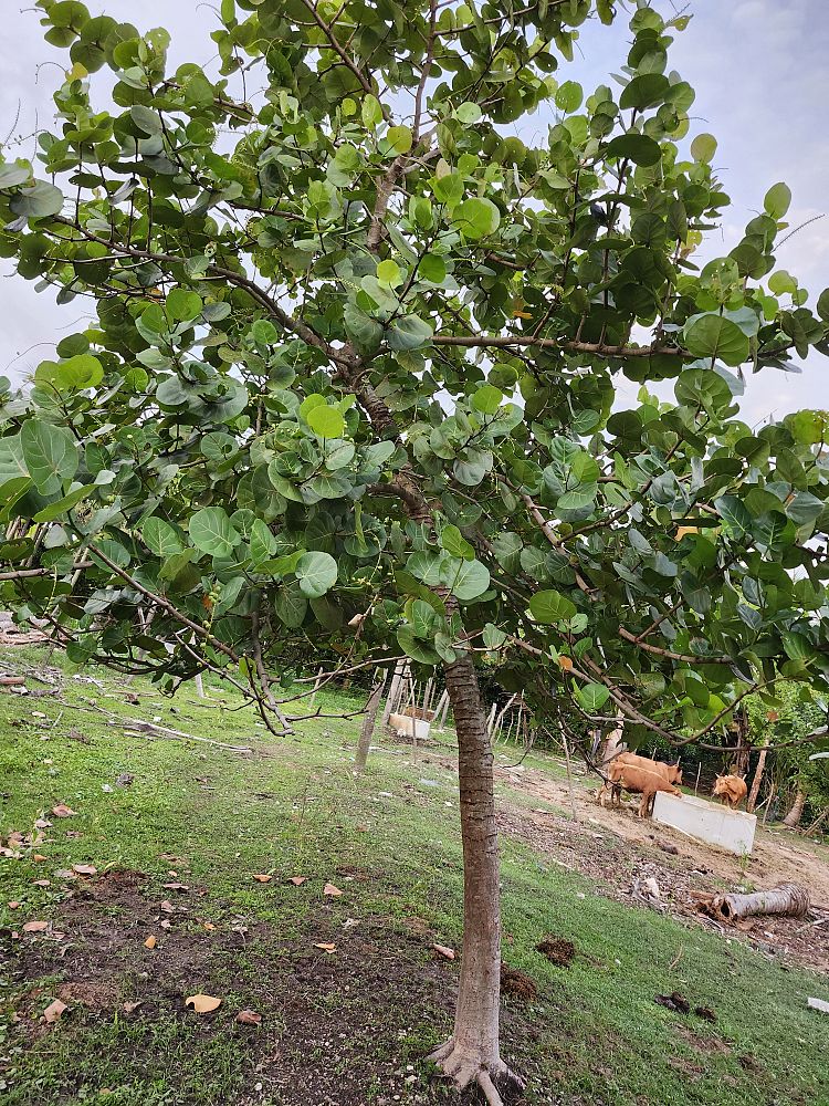 coccoloba