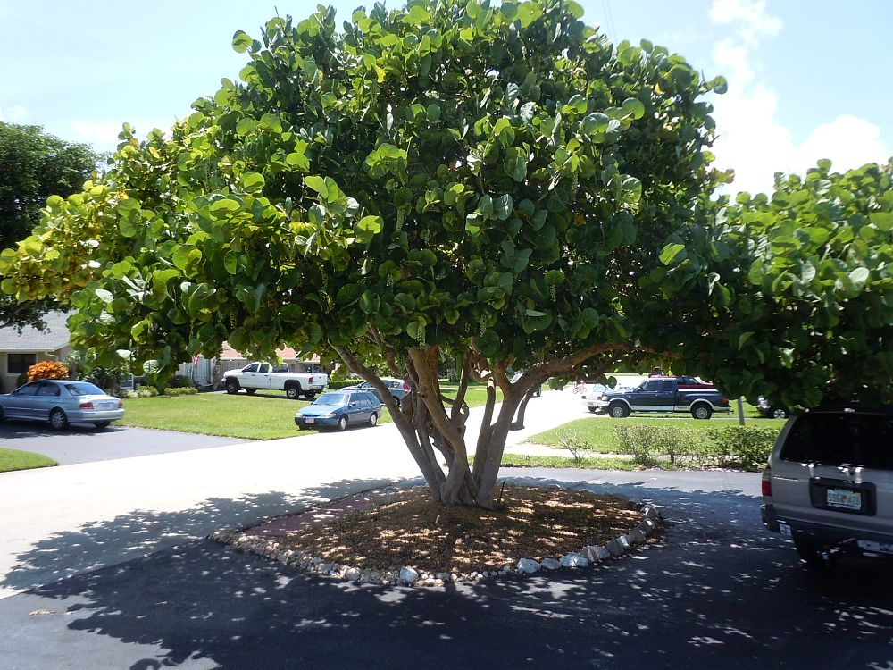 Plant The Future Miami Fl / Groundbreaking set for Sabbia Beach condo in Pompano - Sun - Wanting to save time during your move?