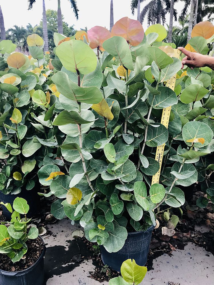 Tropical Gardens Nursery INC | plantANT.com