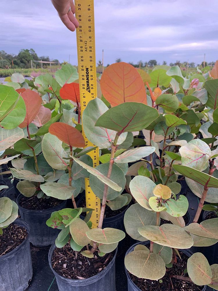 Natives of Corkscrew Nursery