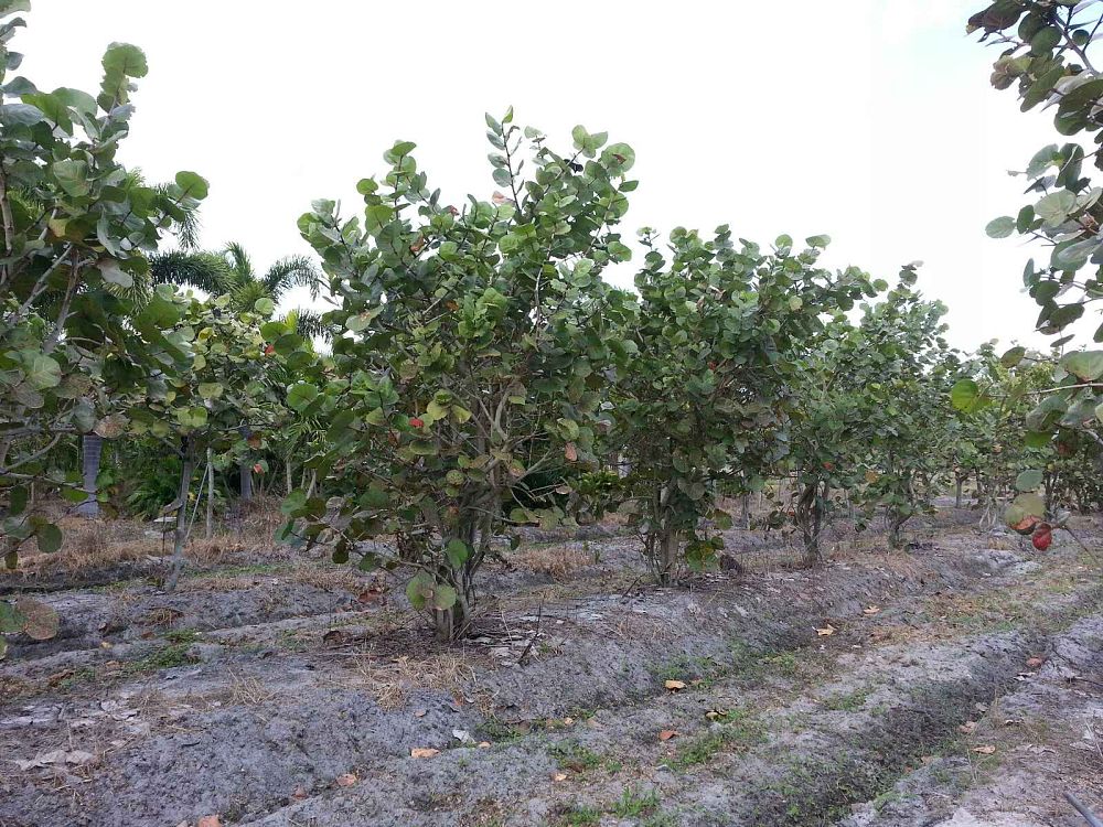 coccoloba-uvifera-sea-grape-seagrape