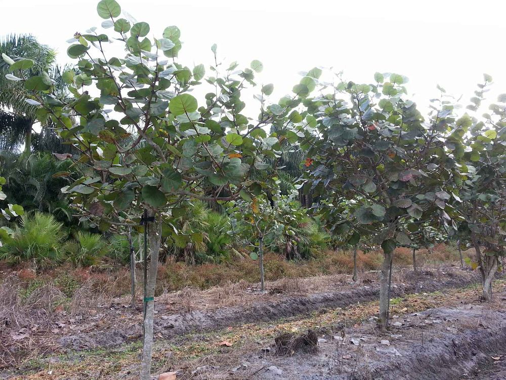 coccoloba-uvifera-sea-grape-seagrape
