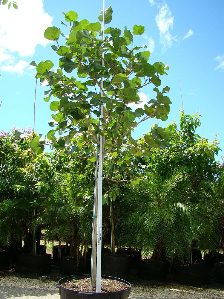 coccoloba-uvifera-sea-grape-seagrape