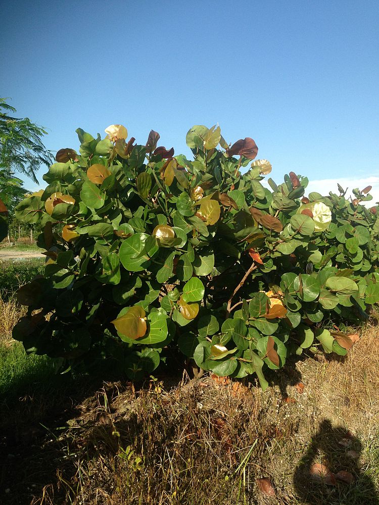 coccoloba-uvifera-sea-grape-seagrape