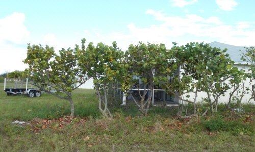 coccoloba-uvifera-sea-grape-seagrape