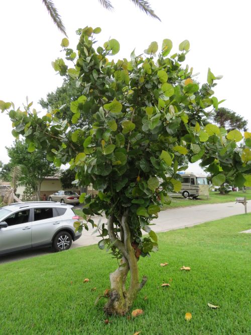 coccoloba-uvifera-sea-grape-seagrape