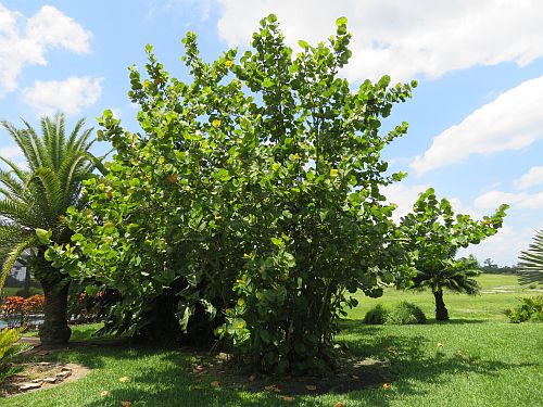 coccoloba-uvifera-sea-grape-seagrape