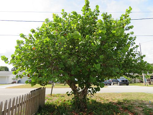 coccoloba-uvifera-sea-grape-seagrape