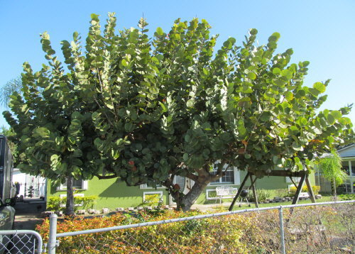 coccoloba-uvifera-sea-grape-seagrape