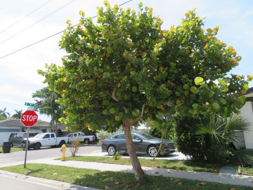 coccoloba-uvifera-sea-grape-seagrape