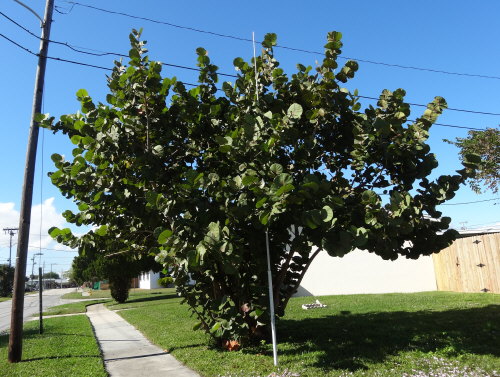 coccoloba-uvifera-sea-grape-seagrape
