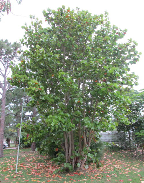 coccoloba-uvifera-sea-grape-seagrape
