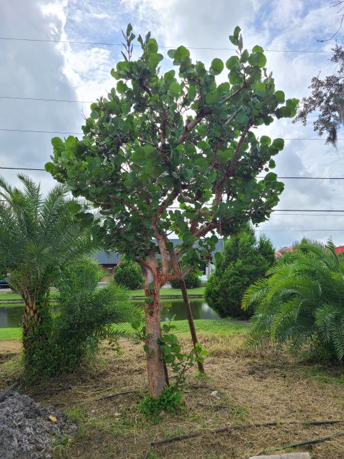 coccoloba-uvifera-sea-grape-seagrape