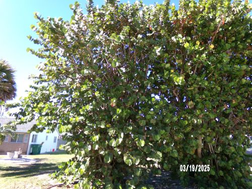coccoloba-uvifera-sea-grape-seagrape