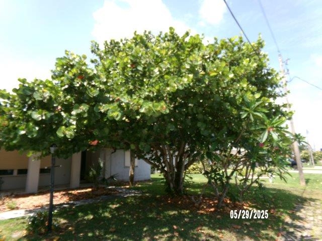 coccoloba-uvifera-sea-grape-seagrape