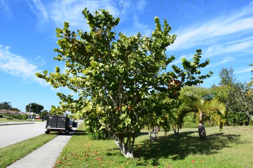 coccoloba-uvifera-sea-grape-seagrape
