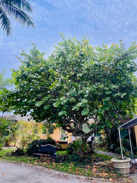 coccoloba-uvifera-sea-grape-seagrape