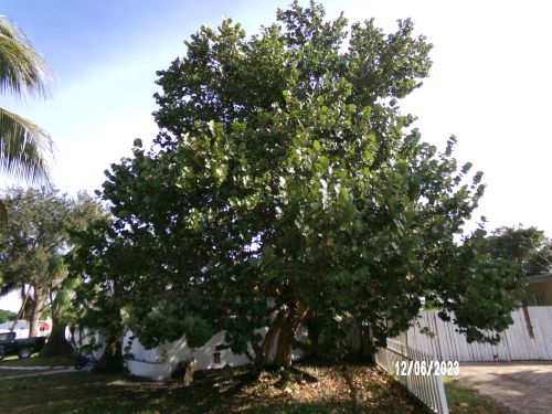 coccoloba-uvifera-sea-grape-seagrape