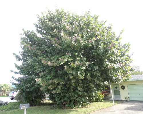 coccoloba-uvifera-sea-grape-seagrape