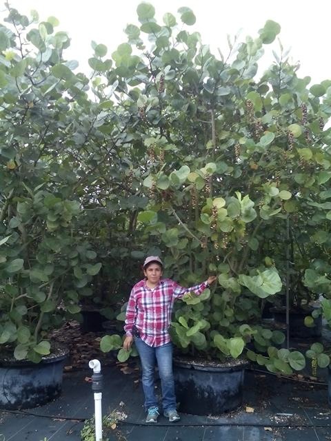coccoloba-uvifera-sea-grape-seagrape