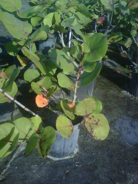 coccoloba-uvifera-sea-grape-seagrape