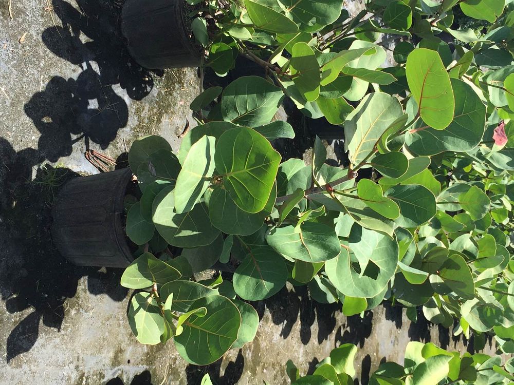 coccoloba-uvifera-sea-grape-seagrape