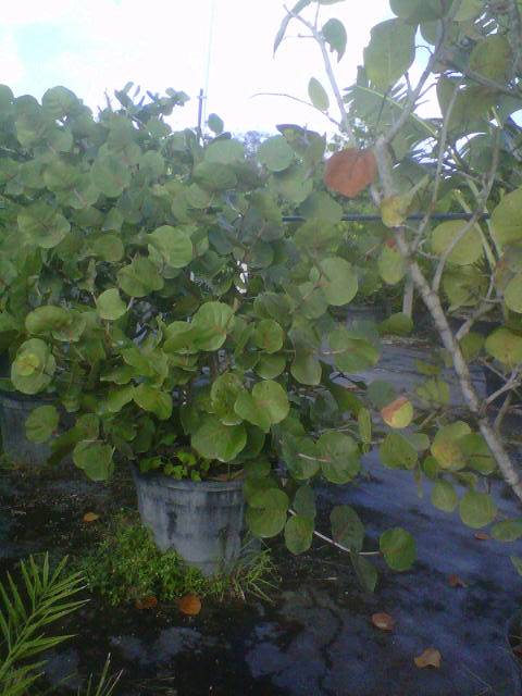 coccoloba-uvifera-sea-grape-seagrape