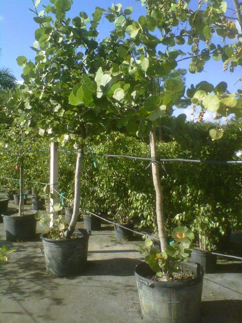 coccoloba-uvifera-sea-grape-seagrape