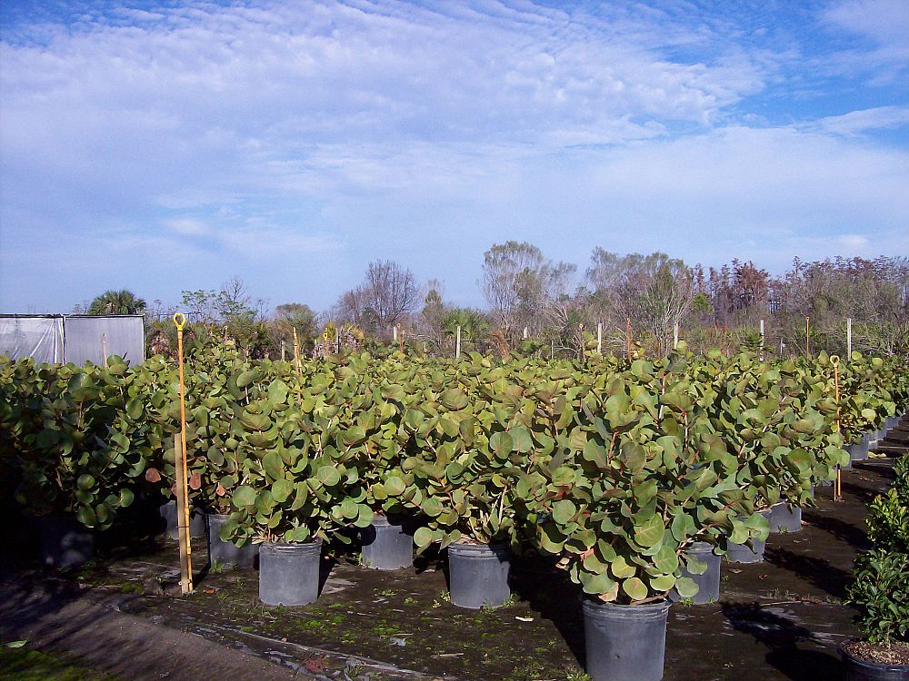 coccoloba-uvifera-sea-grape-seagrape
