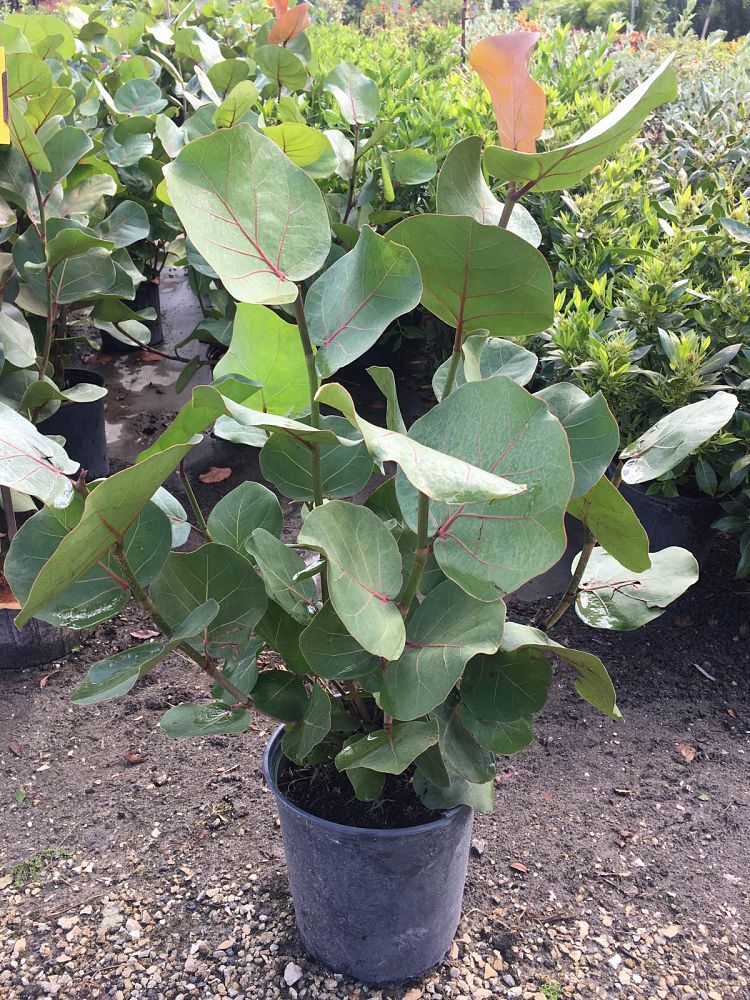coccoloba-uvifera-sea-grape-seagrape