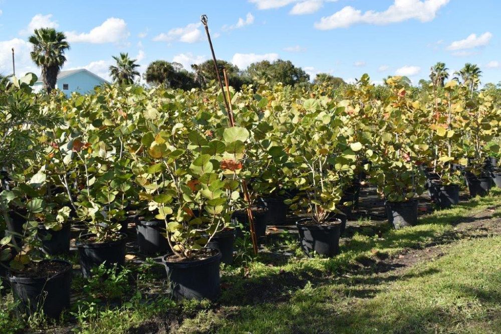 coccoloba-uvifera-sea-grape-seagrape