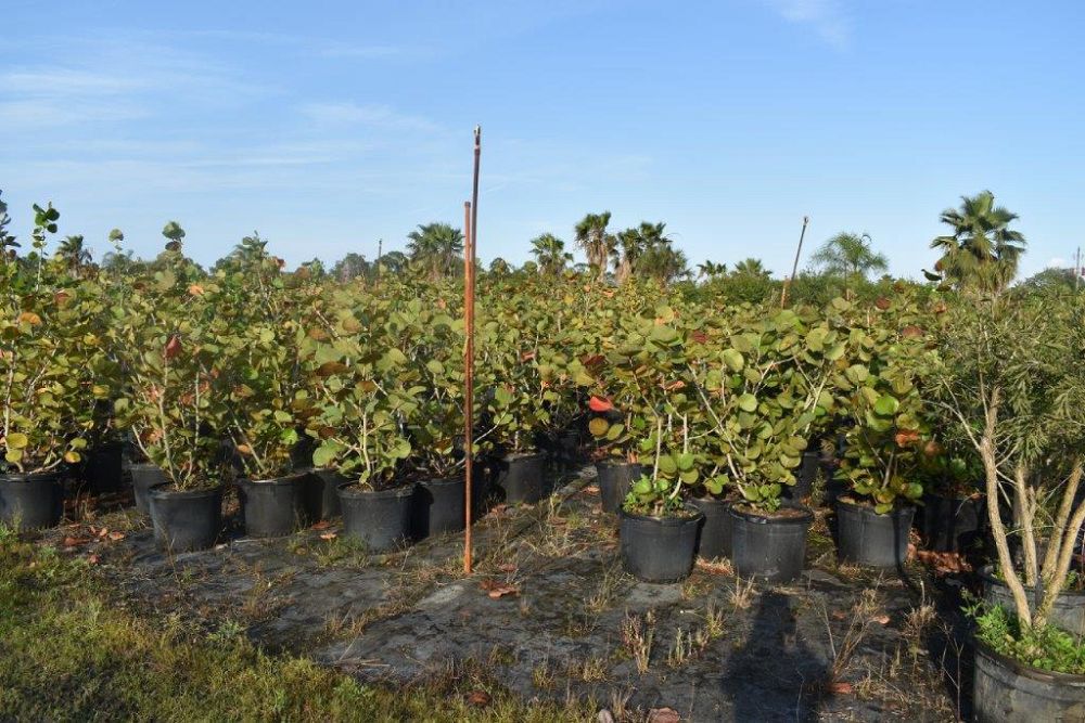 coccoloba-uvifera-sea-grape-seagrape